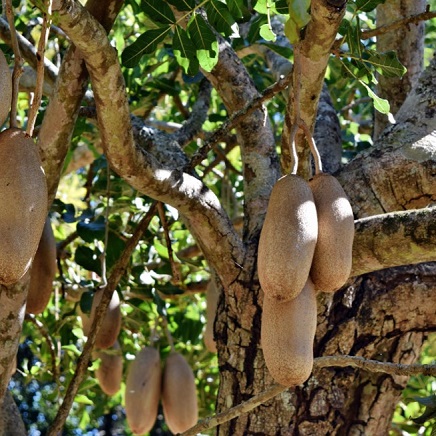 Kigelia